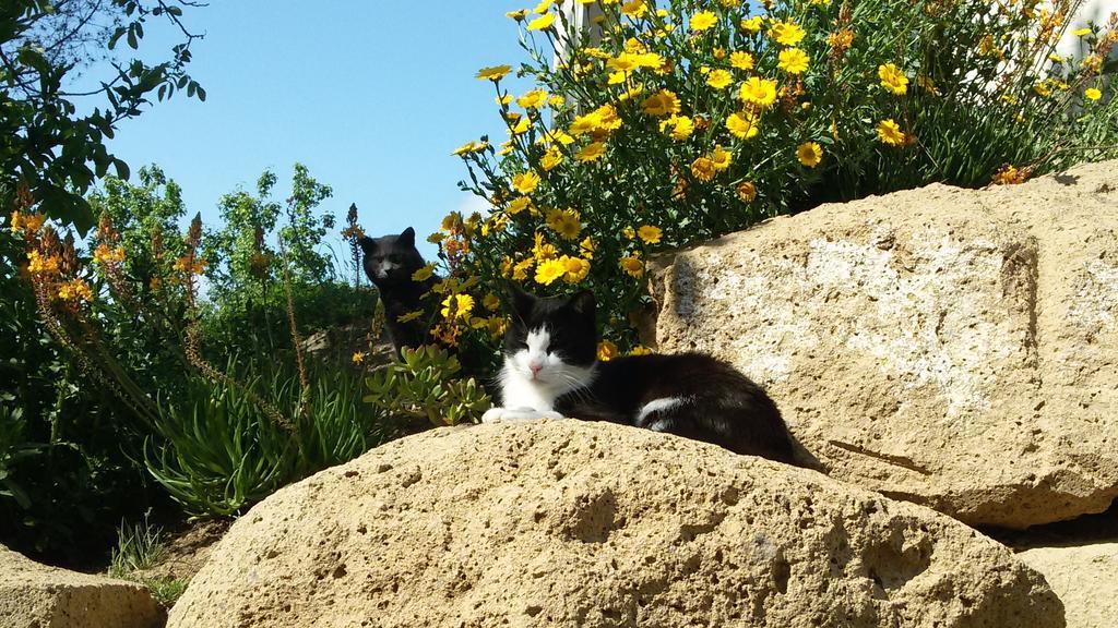 Podere Le Chiuse Sovana Bagian luar foto